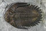Greenops Trilobite - Hungry Hollow, Ontario #164401-1